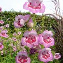 Penstemon x 'Lilac Purple'
